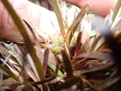 Carex talbotii