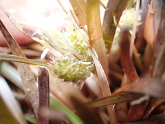 Carex talbotii