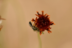 Perdita albipennis