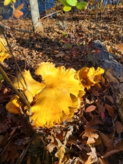 Omphalotus subilludens