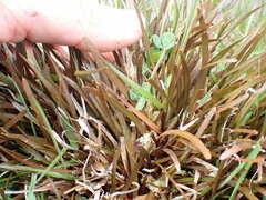 Carex talbotii