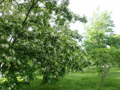 Robinia pseudoacacia