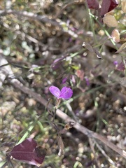 Dicliptera resupinata