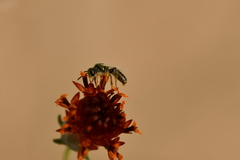 Perdita albipennis