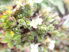 Pimelea