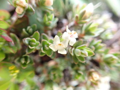Pimelea
