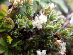 Pimelea