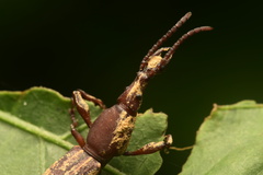 Brentinae