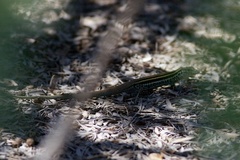 Aspidoscelis ceralbensis