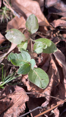 Lonicera