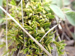 Coprosma petriei