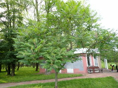 Rhus typhina