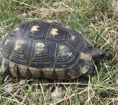 Testudo marginata