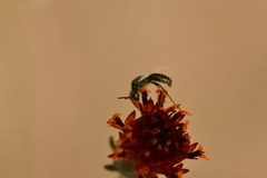 Perdita albipennis