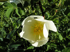 Rosa spinosissima