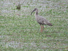 Theristicus caerulescens