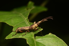 Brentinae