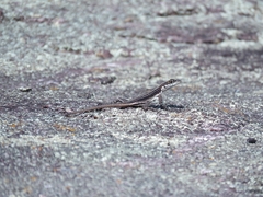 Tropidurus semitaeniatus