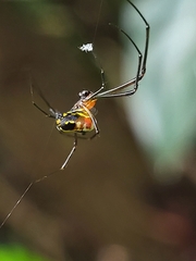 Leucauge