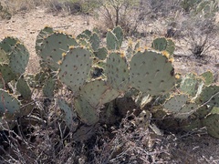 Opuntia engelmannii
