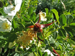 Rosa spinosissima