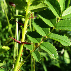 Rosa spinosissima