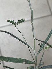 Acacia salicina