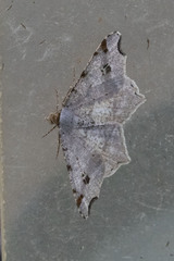 Macaria alternata