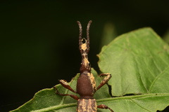 Brentinae