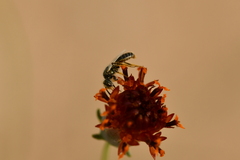 Perdita albipennis