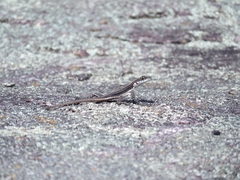 Tropidurus semitaeniatus