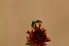 Perdita albipennis