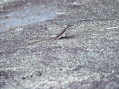 Tropidurus semitaeniatus