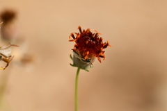 Perdita albipennis