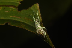 Entiminae