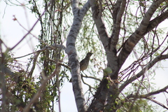 Toxostoma cinereum
