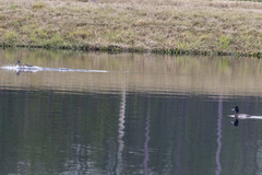 Aythya affinis