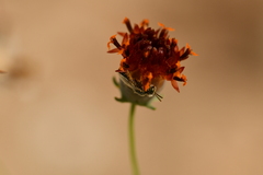 Perdita albipennis
