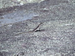 Tropidurus semitaeniatus