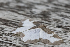 Lomaspilis marginata