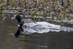 Aythya affinis