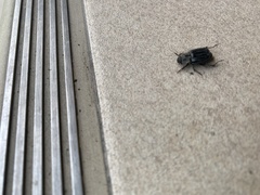 Melolonthinae