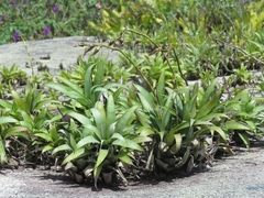 Vriesea freicanecana