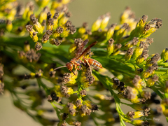 Polistes dorsalis