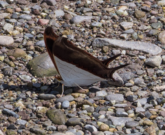 Marpesia zerynthia