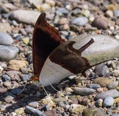 Marpesia zerynthia