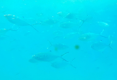 Trachinotus ovatus