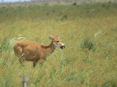 Blastocerus dichotomus