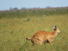 Blastocerus dichotomus