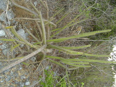 Harrisia brookii
